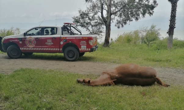 Swarm of bees kills horse at La Crucita park